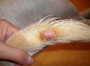 狗狗真菌性皮肤病如何治疗?